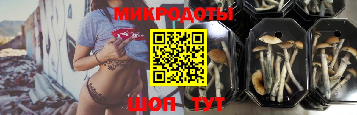 Узловая  Галлюциногенные грибы GOLDEN TEACHER  Вход с VPN  Псилоцибиновые грибы мицелий 